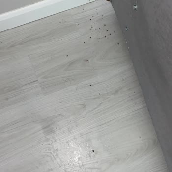 Bambi'den Aldığımız Ürünlerde Tahtakurusu Sorunu