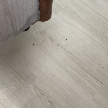 Bambi'den Aldığımız Ürünlerde Tahtakurusu Sorunu