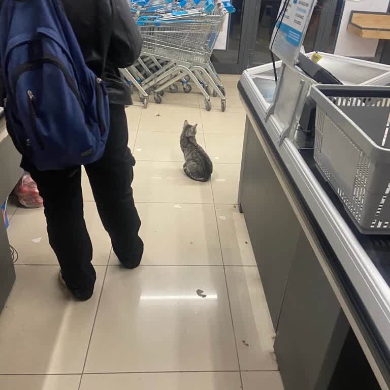 Mağazada Hijyen Sorunu Ve Kedilerin Varlığı