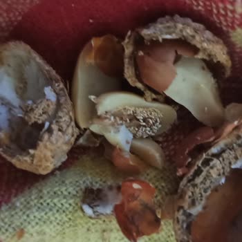 Bayat Ve Kurtlu Yer Fıstığı Şikayeti