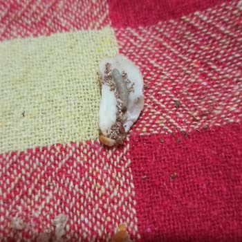 Bayat Ve Kurtlu Yer Fıstığı Şikayeti