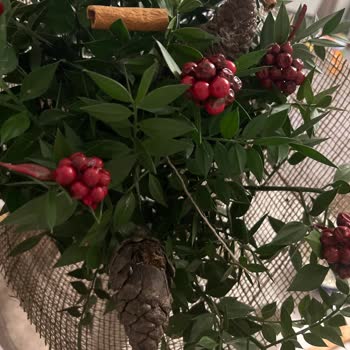 Çürümüş Çiçek Ve İletişimsizlik Sorunu