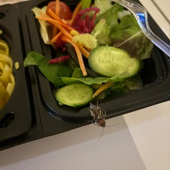 Salatada Dev Böcek Şoku: Green Salads Güvenilir Mi