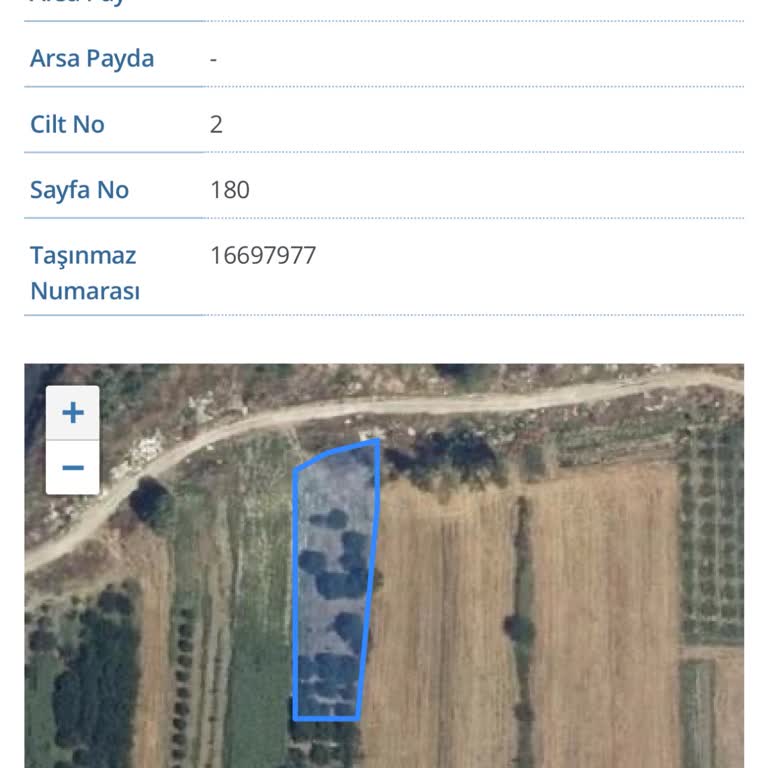 Tapu Kaydında Ağaç Sorunu