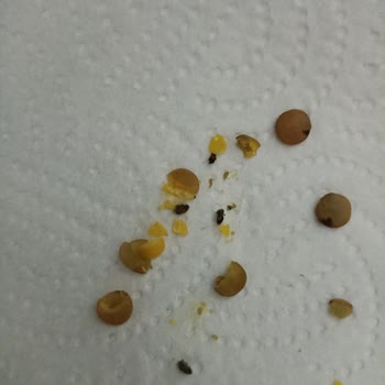 Tat Bakliyat Böcekli Bakliyat