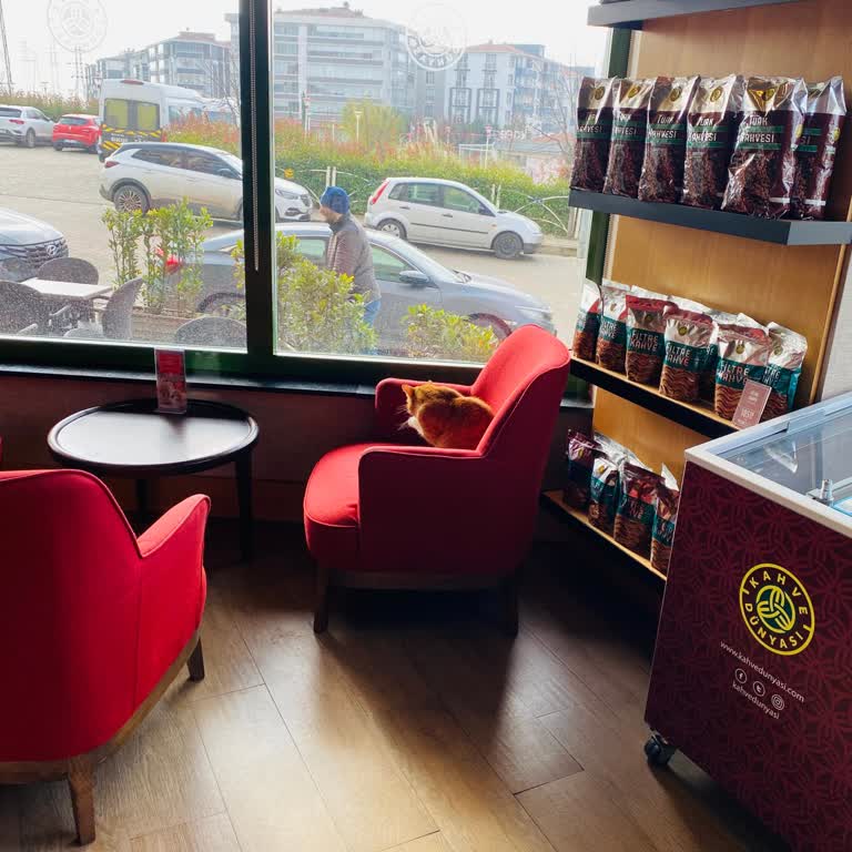 Kedilerle İstila Edilen Kahve Dünyası'nda Hijyen Sorunu