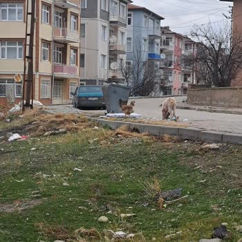 Yerköy'deki Çöp Sorunu Ve Belediye İhmali