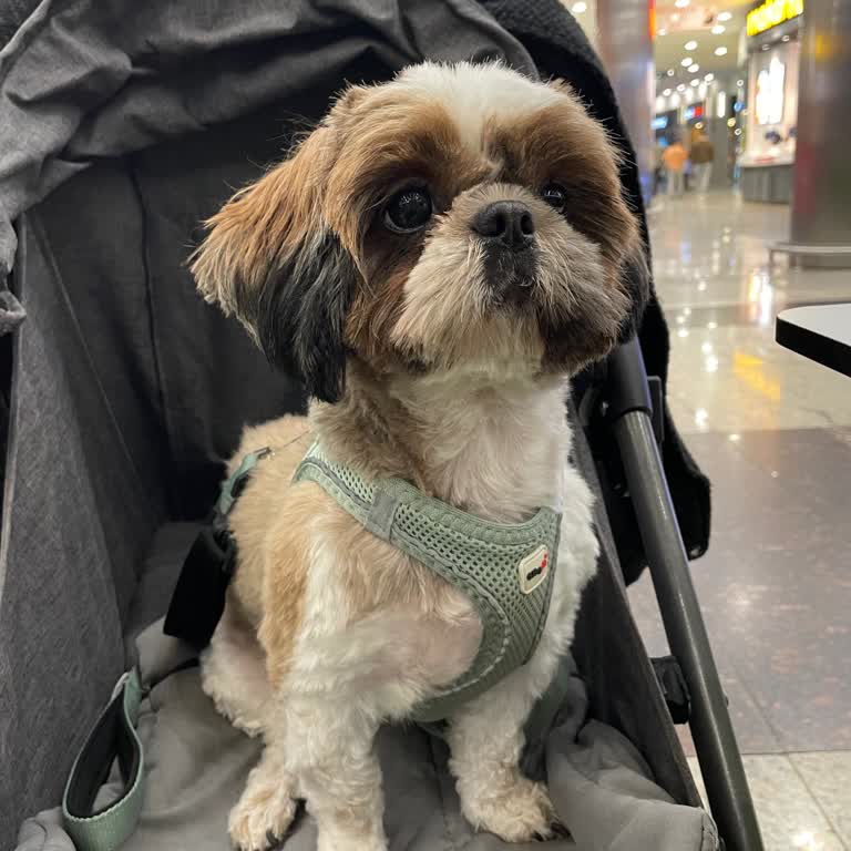 Mall Of İstanbul Evcil Hayvan Dostu Olmayan AVM Politikası