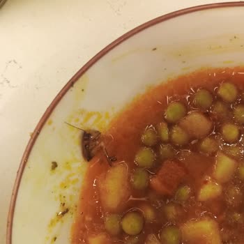Bezelye Konservesinde Çekirge Şoku