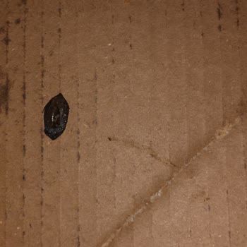 Migros'tan Aldığım Pizza Dişimizi Kırdı Müşteri Hizmetleri Cevapsız