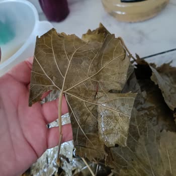 Yasmin Doğal Ürünler Çöp Kart Yaprakları Ve Yarım Bidon Sorunu