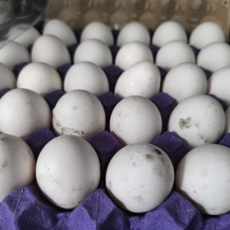 Bozuk Yumurta Skandalı: Sağlığımız Tehlikede!