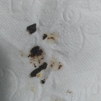 Çerezza Ürününde Böcek Şoku