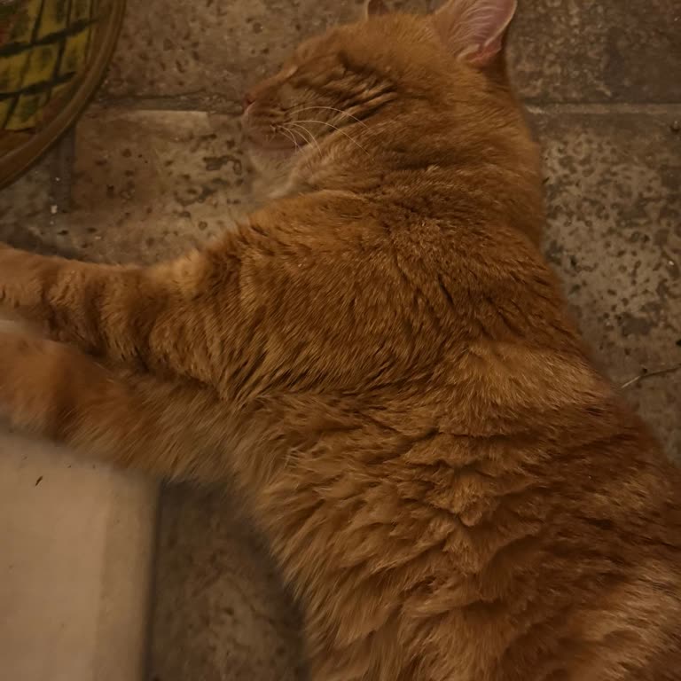 Gazdaş'ın Sürekli Sistem Arızası Mağduriyeti