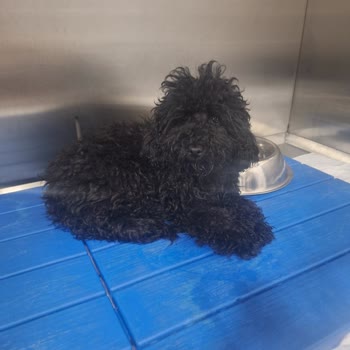 Gençvet Veteriner Kliniğinde İhmalkarlık Ve Kayıp