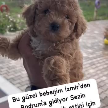Yanlış Köpek Gönderimi Ve Aldatıcı Satış Taktikleri