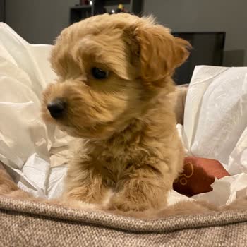 Yanlış Köpek Gönderimi Ve Aldatıcı Satış Taktikleri