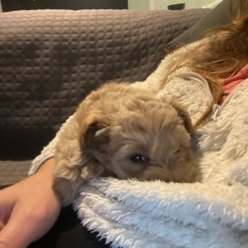 Yanlış Köpek Gönderimi Ve Aldatıcı Satış Taktikleri