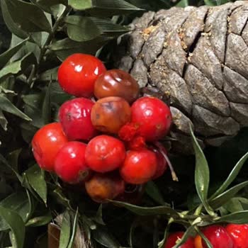 Çürük Çiçek Ve Ulaşılamayan Müşteri Hizmetleri