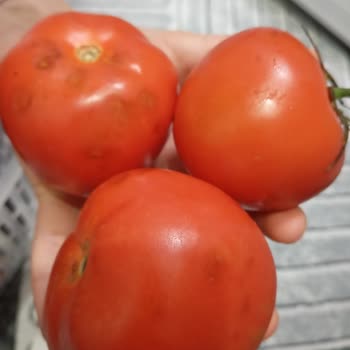 Yeni Buzdolabının Soğutma Sorununa Çözüm Bulunamıyor