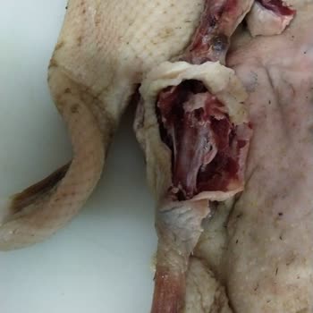 Kargom Fareler Tarafından Zarar Gördü, Şube Sorumluluk Almıyor