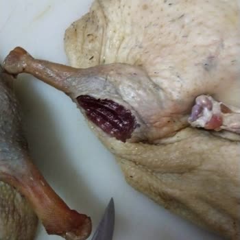 Kargom Fareler Tarafından Zarar Gördü, Şube Sorumluluk Almıyor