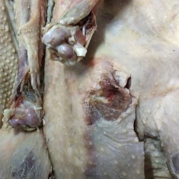 Kargom Fareler Tarafından Zarar Gördü, Şube Sorumluluk Almıyor