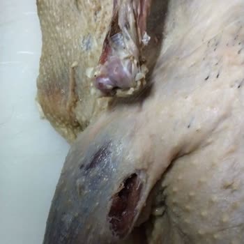 Kargom Fareler Tarafından Zarar Gördü, Şube Sorumluluk Almıyor