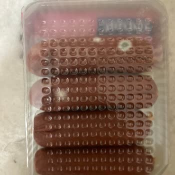 Yerel Sucukta Kalite ve Küf Problemi