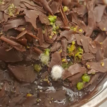 Gemici Unlu Gıda'dan Alınan Tatlı Küflü!