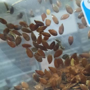 Keten Tohumu Ürünü Kurtlanmış Çıktı!