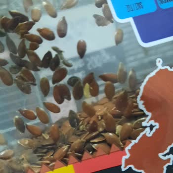 Keten Tohumu Ürünü Kurtlanmış Çıktı!