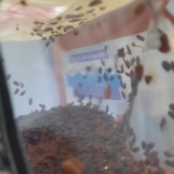 Keten Tohumu Ürünü Kurtlanmış Çıktı!