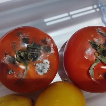 Küflü Ve Hasarlı Buzdolabı Mağduriyeti