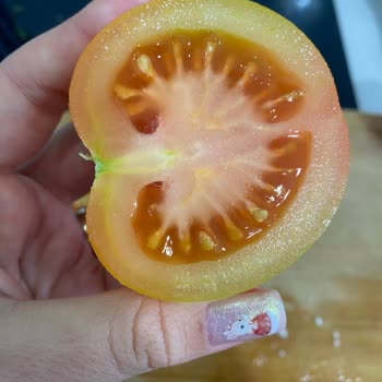 Olgunlaşmamış Domates Şoku