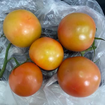 Olgunlaşmamış Domates Şoku