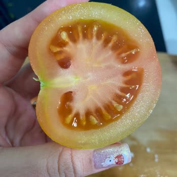 Olgunlaşmamış Domates Şoku