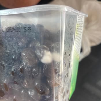 Tukaş Zeytinlerinin Beklenmedik Küflenmesi