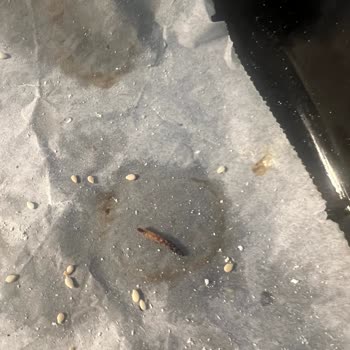 Kurtlu Un Skandalı: Tellioğlu'nun İlgisizliği