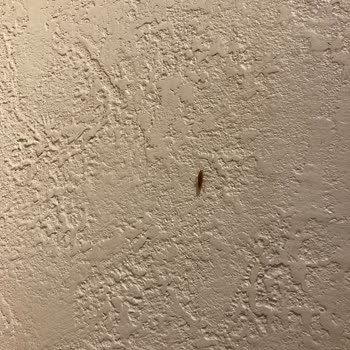 Taksim Simit Sarayı'nda Hijyen Eksikliği