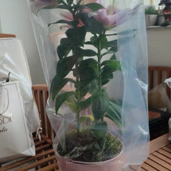 Yanlış Çiçek Teslimatı Ve İade Sorunu