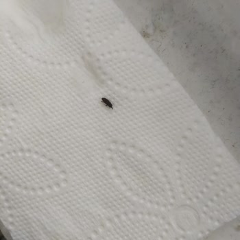 BİM'den Alınan Nohutlarda Tekrarlayan Böcek Sorunu