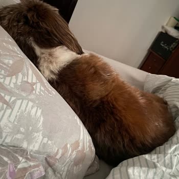 Amazon'un İade Sözü Tutulmayan Fiyat Farkı Mağduriyeti