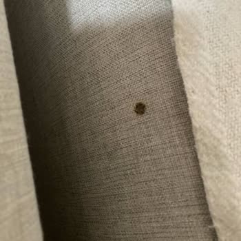 Airbnb Denies Compensation for Multiple Cigarette Burns on My Couch