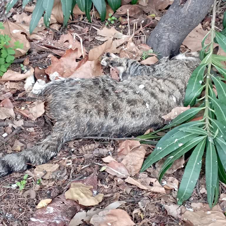 Ölü Kedi İçin Cevapsız Kalan Aramalar