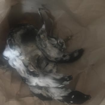 A101 Muz Siparişi: Olgunlaşmayan Muzlar Ve İletişim Sorunları