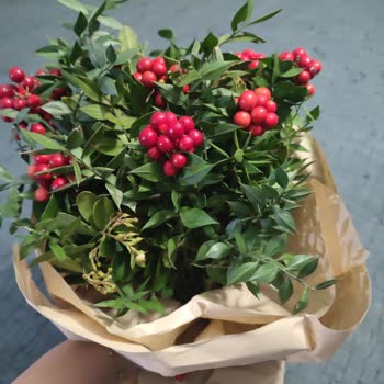 Yanlış Ve Eksik Gelen Kokina Çiçekleri Hayal Kırıklığı Yarattı