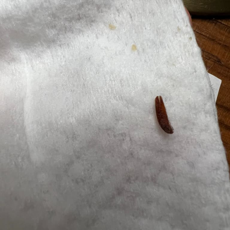 Bebek Ürünlerinde Güven Sarsan Kurtçuk Sorunu