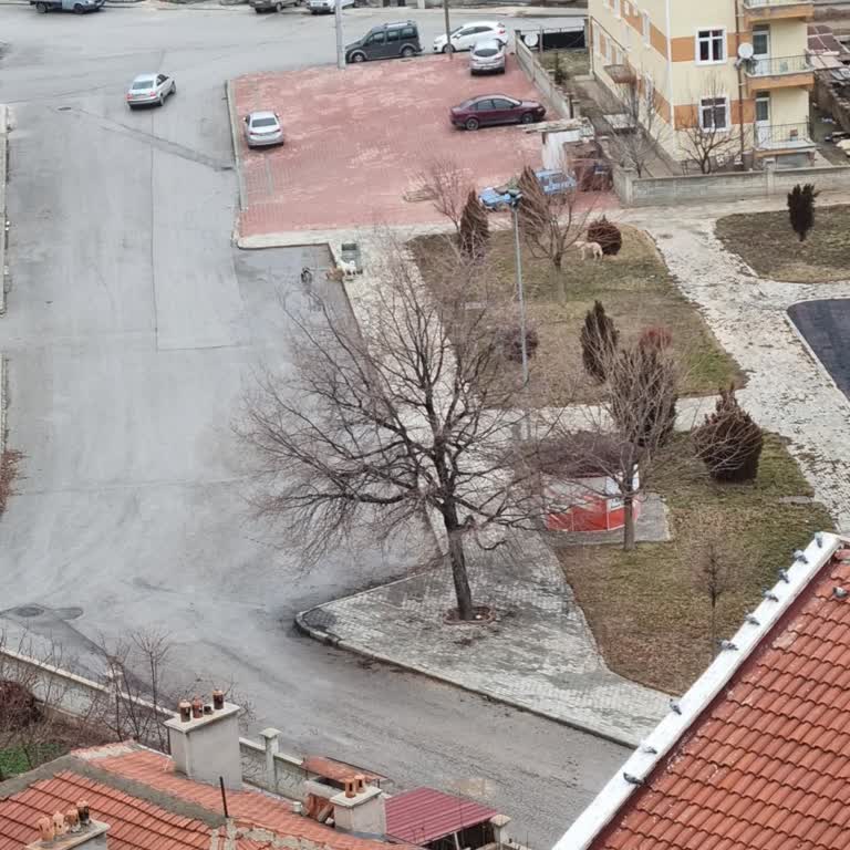 Başıboş Köpekler Ve Yetersiz Belediye Tedbirleri