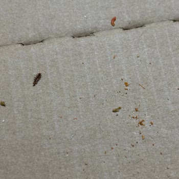 Pizza Siparişimden Böcek Çıktı